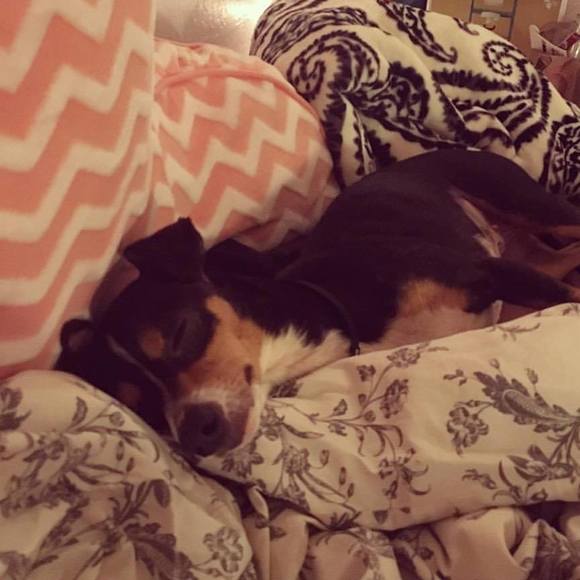 Meet your Posher, Eden - Picture 1 of 1